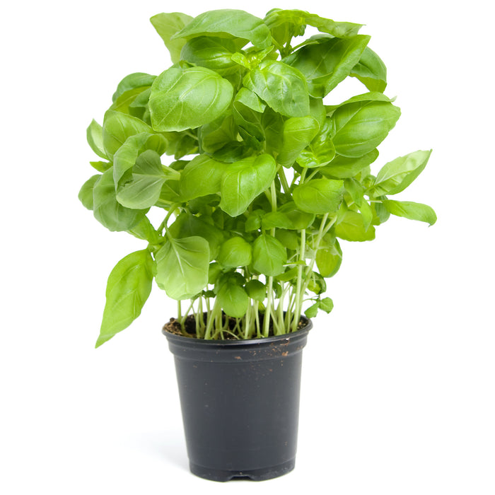 Basil Plant