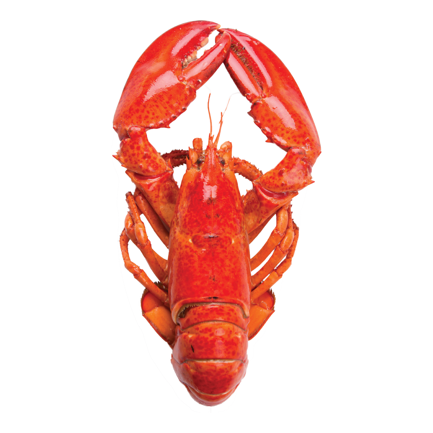 Frozen Cooked Lobsters