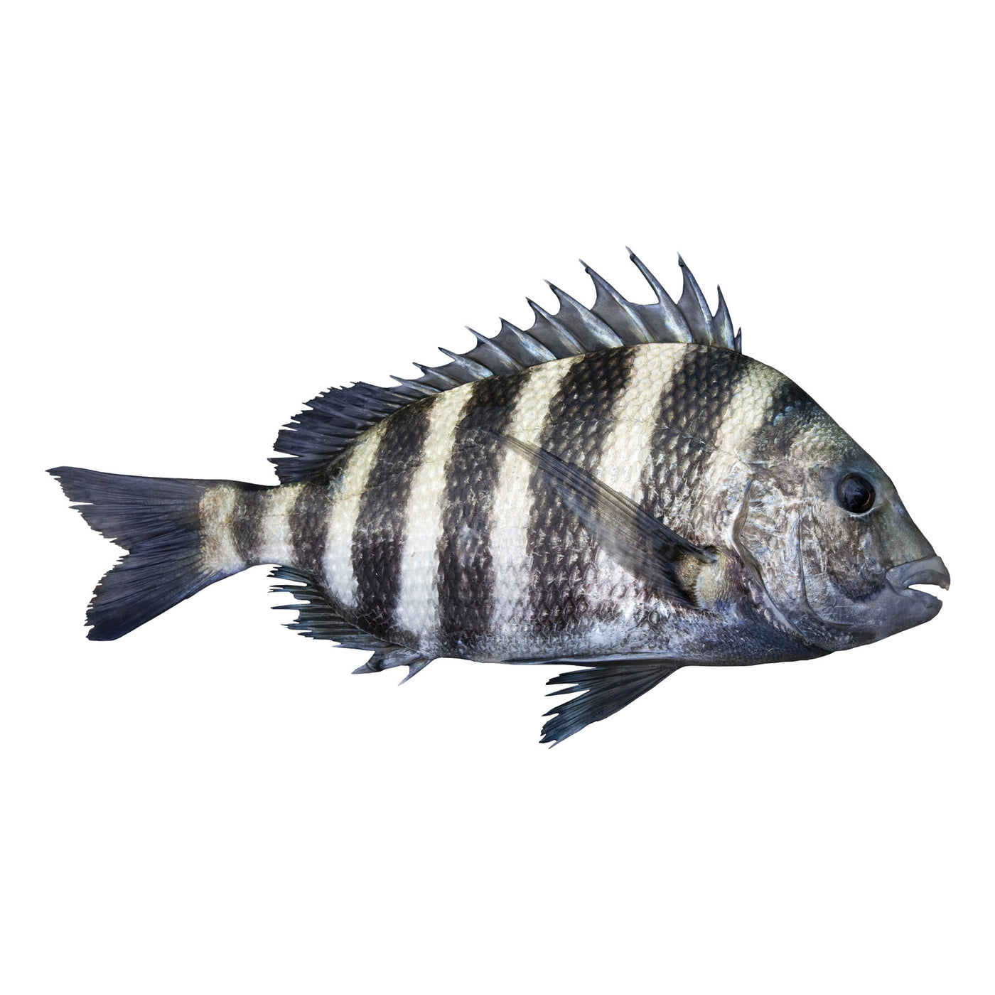 Fresh Cleaned Sheephead Porgies