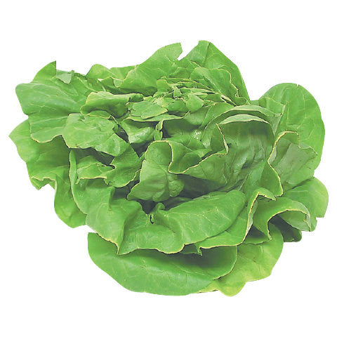 Boston Lettuce