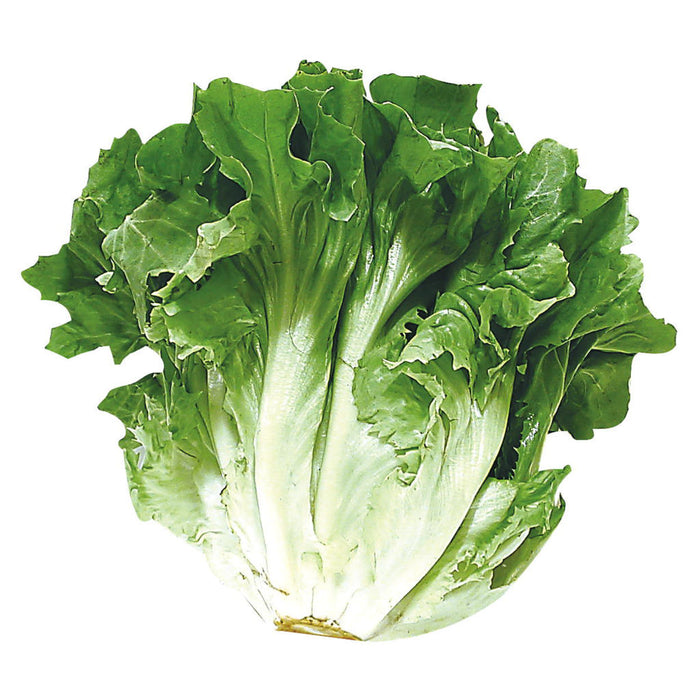 Escarole