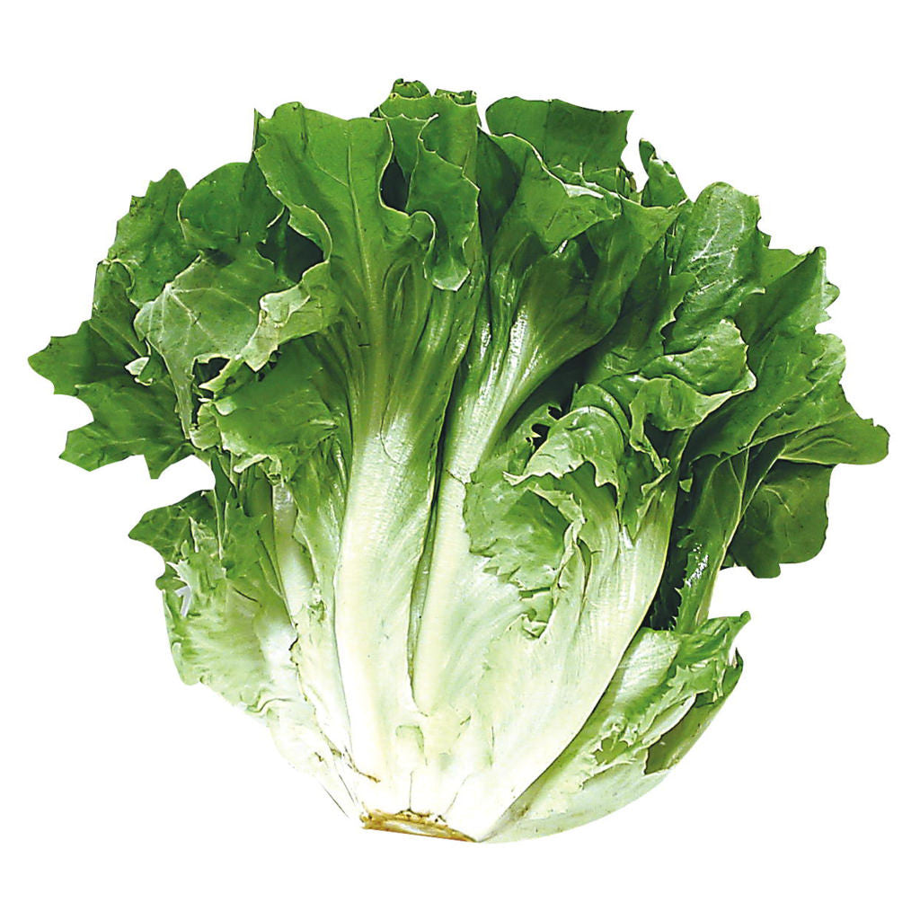 Escarole