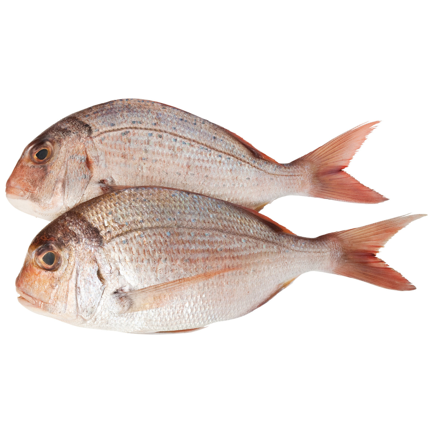 Fresh Cleaned Pink Snapper