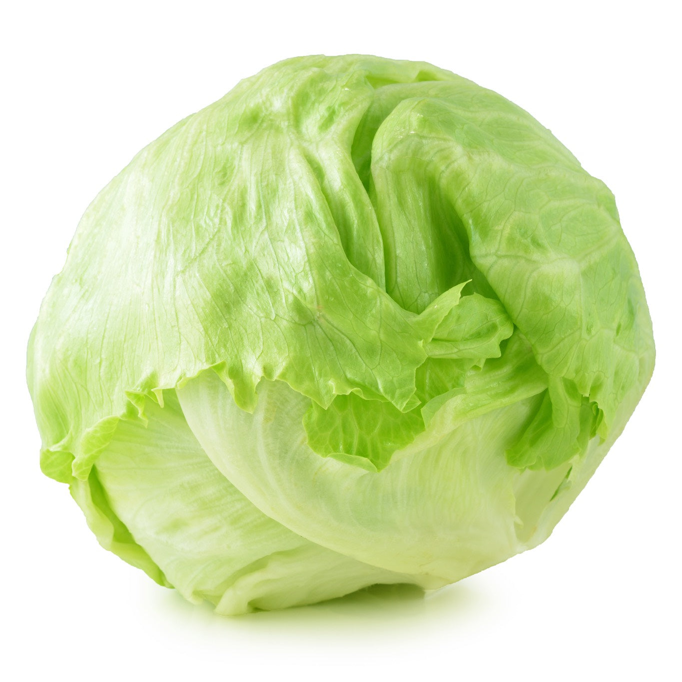 Iceberg Lettuce