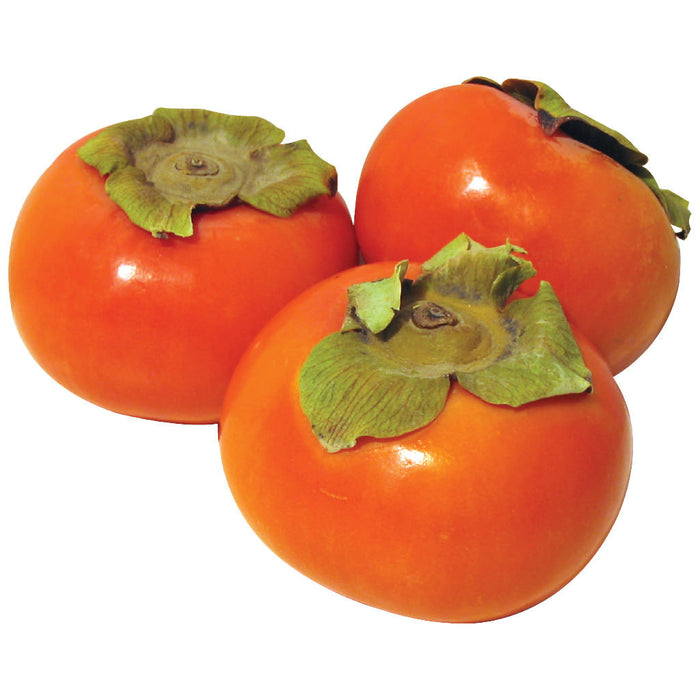 Fuyu Persimmon