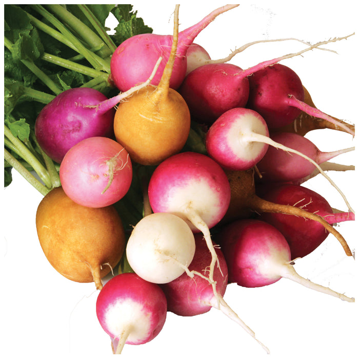 Rainbow Radish
