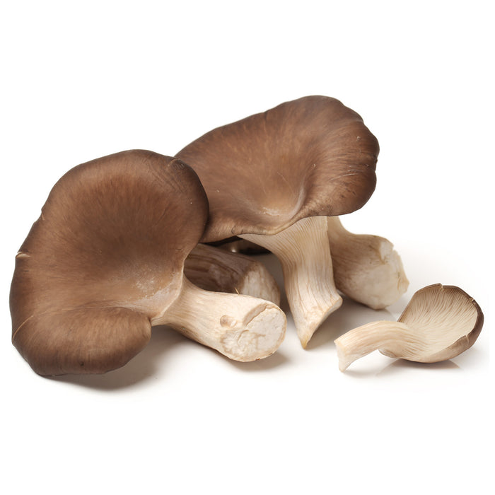 Organic Oyster Mushrooms