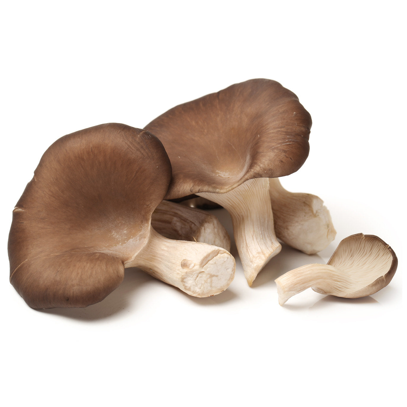 Organic Oyster Mushrooms