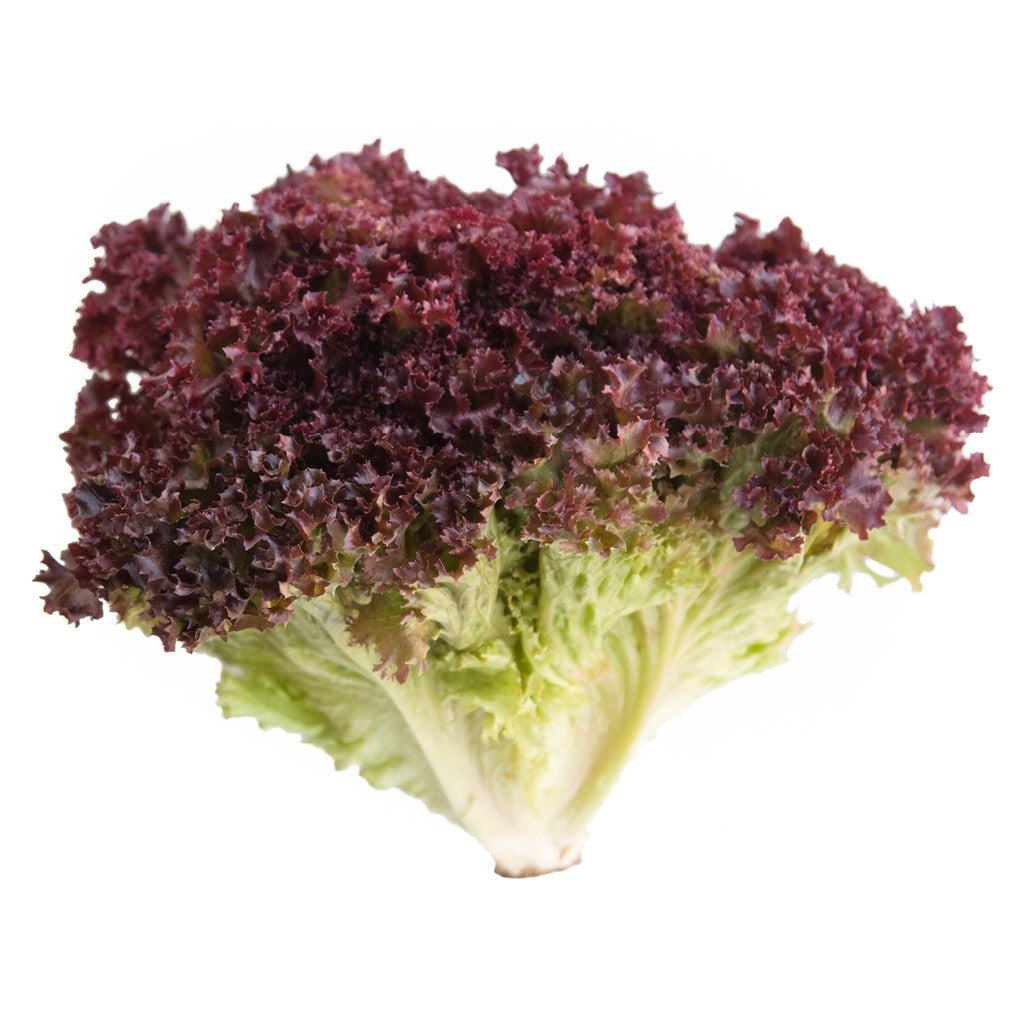 Red Leaf Lettuce