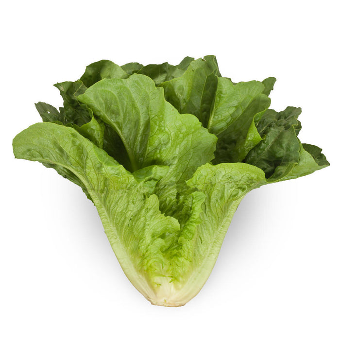 Romaine Lettuce