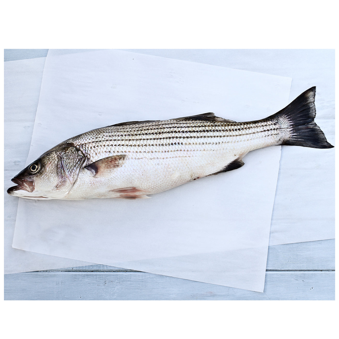 Cleaned Stripped Bass