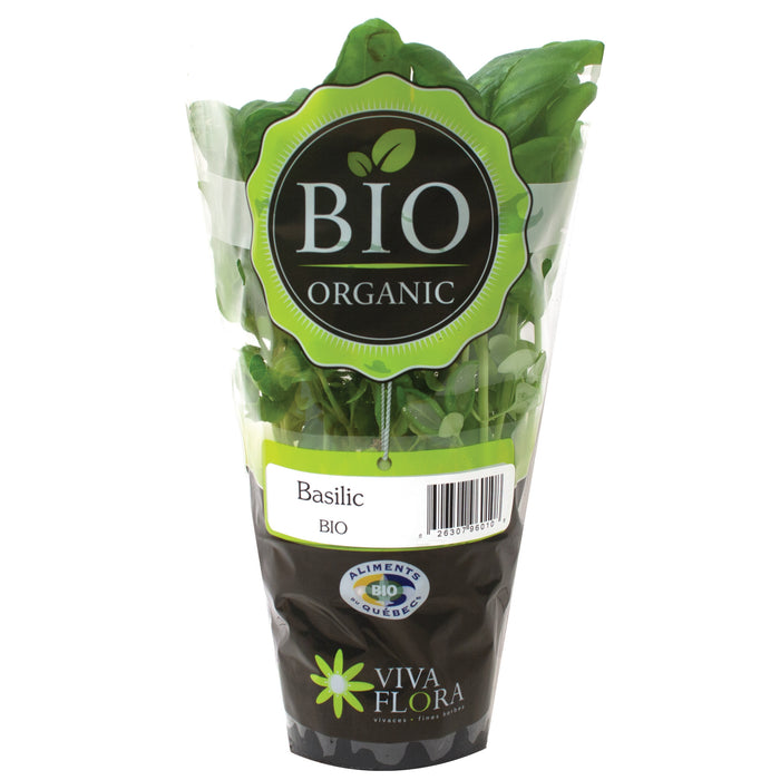 Organic Basil Plant