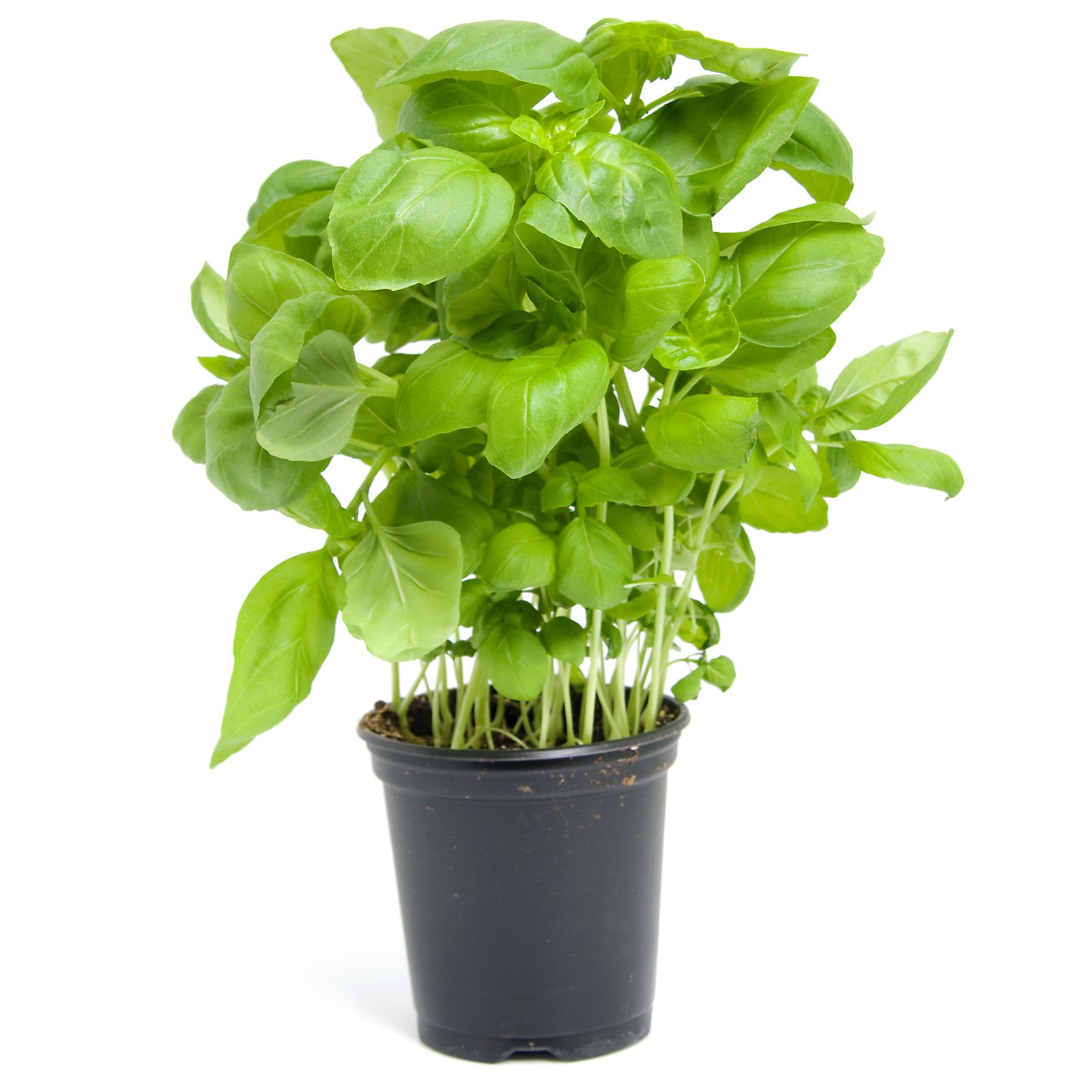 Basil Plant