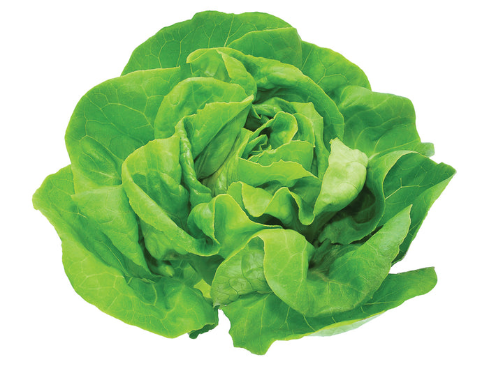 Boston Lettuce