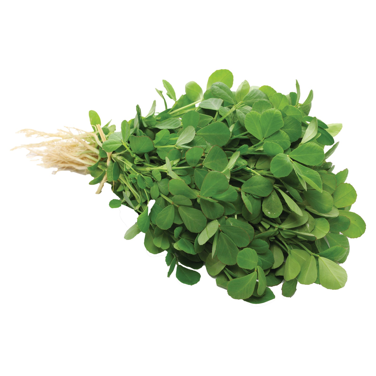 Fenugreek