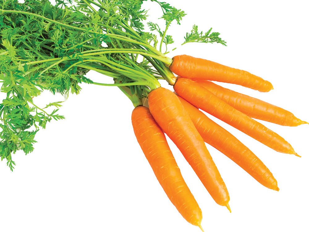 Fresh Carrots
