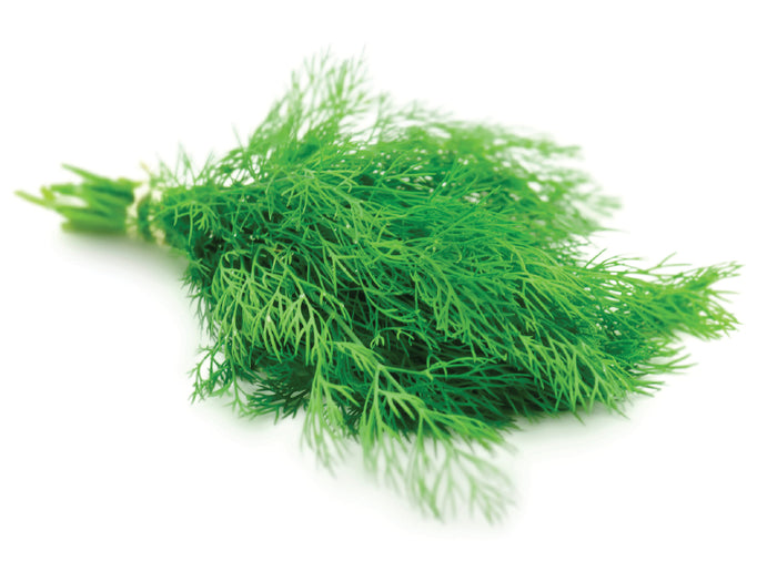 Fresh Dill
