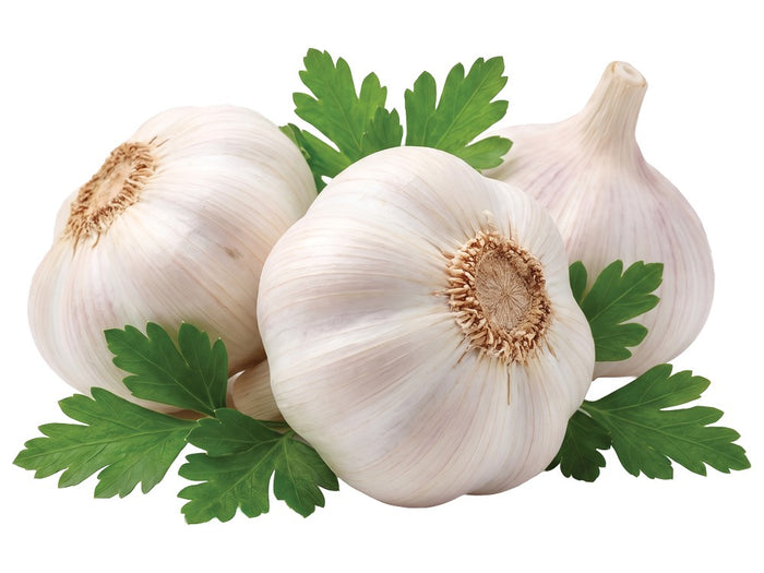 Garlic