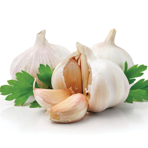 Garlic