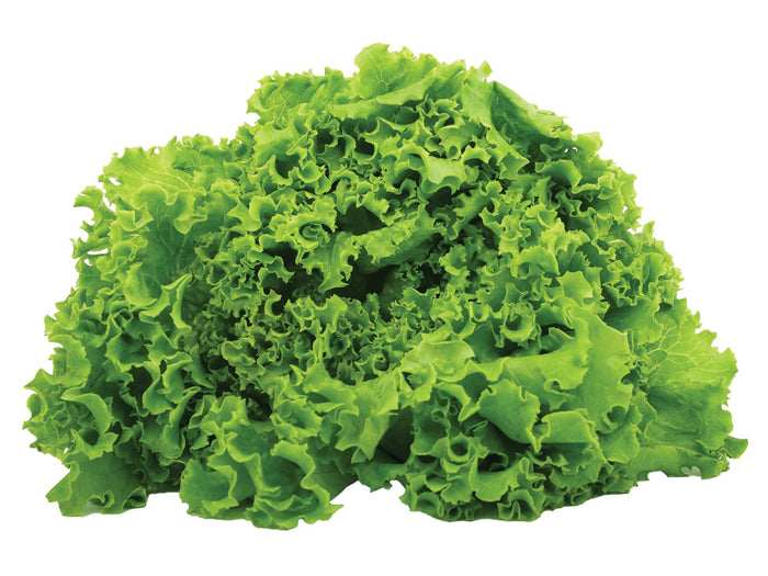 Green Leaf Lettuce