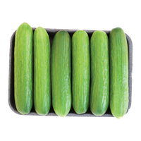 Lebanese Cucumbers