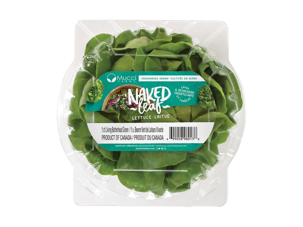 Butterhead Green Lettuce