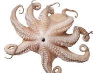 Whole Octopus