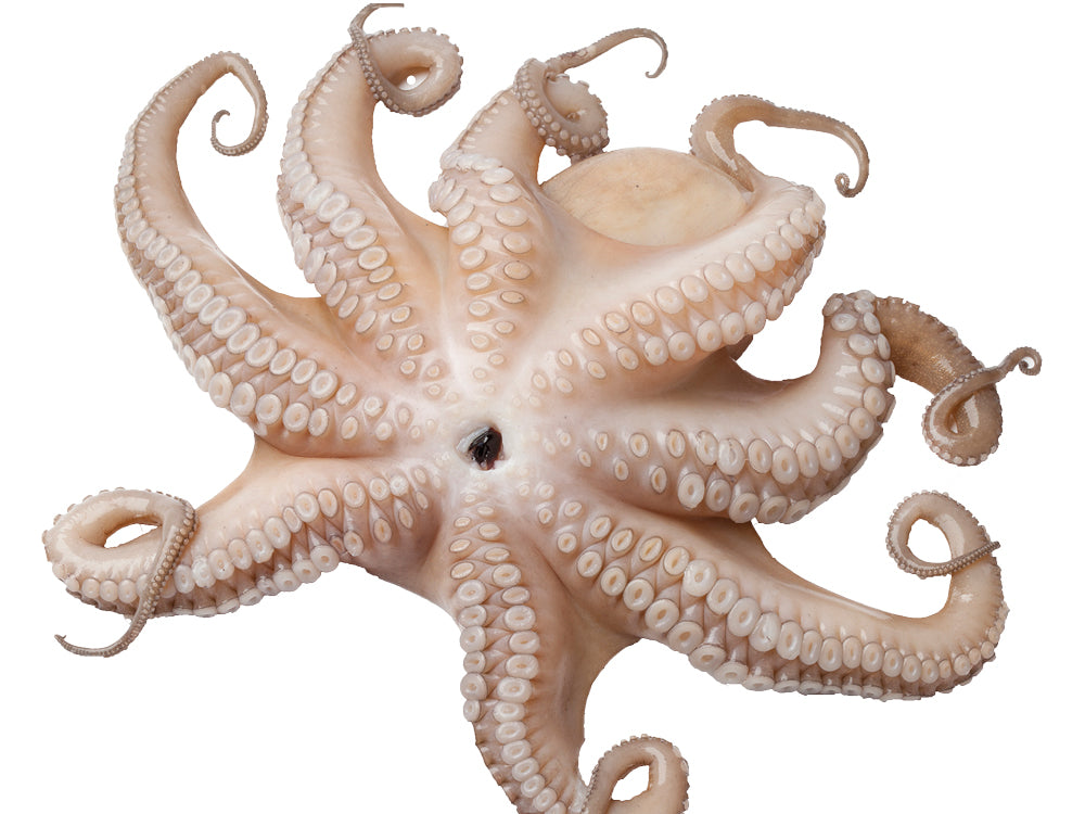 Whole Octopus