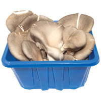 Organic Oyster Mushrooms
