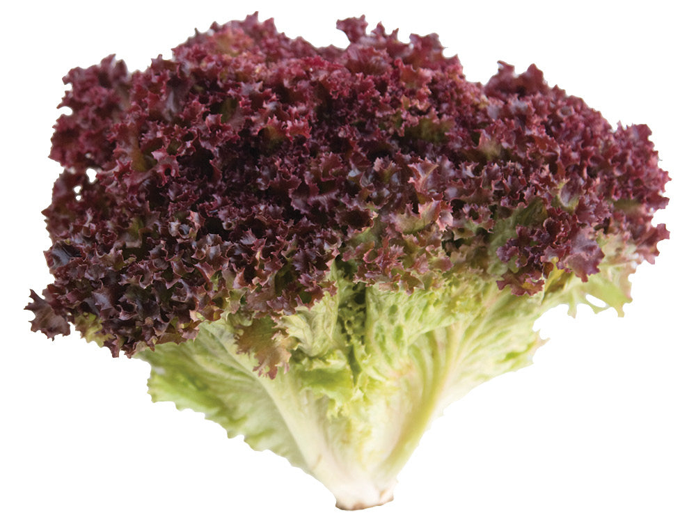 Red Leaf Lettuce