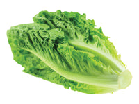 Romaine Lettuce