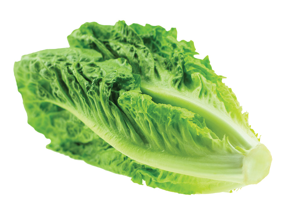 Romaine Lettuce
