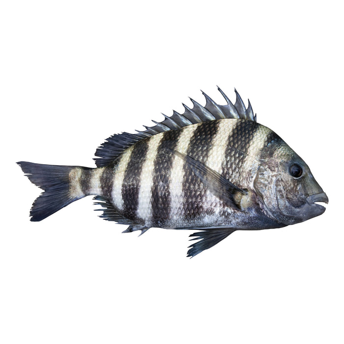 Fresh Cleaned Sheephead Porgies