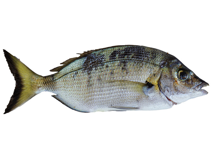 Fresh Cleaned Sheephead Fish
