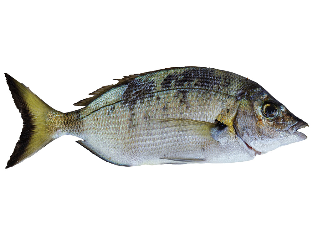 Fresh Cleaned Sheephead Fish