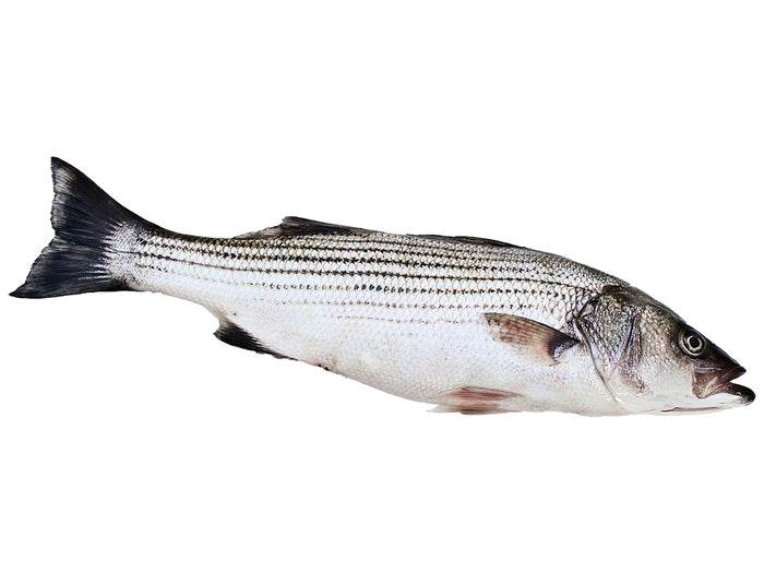 Cleaned Stripped Bass
