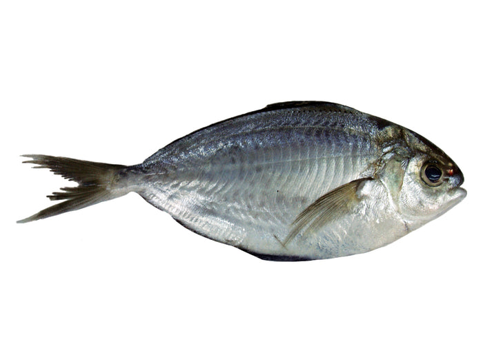Whole Stomate Butterfish
