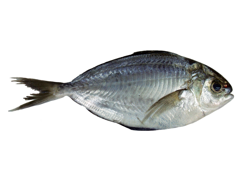 Whole Stomate Butterfish