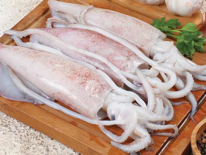 Fresh Whole Squid