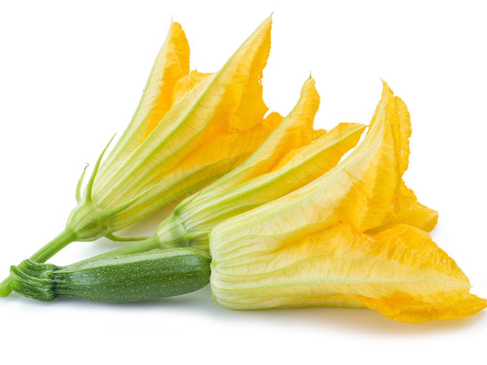 Zucchini Flowers