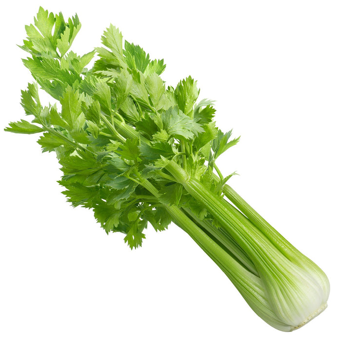 Celery with Leaves