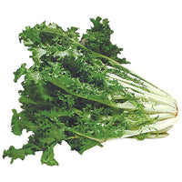 Chicory