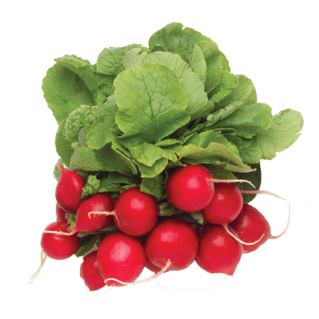 Fresh Radish