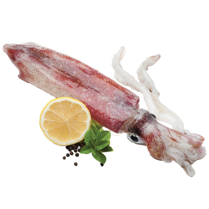 Thawed Whole Squid