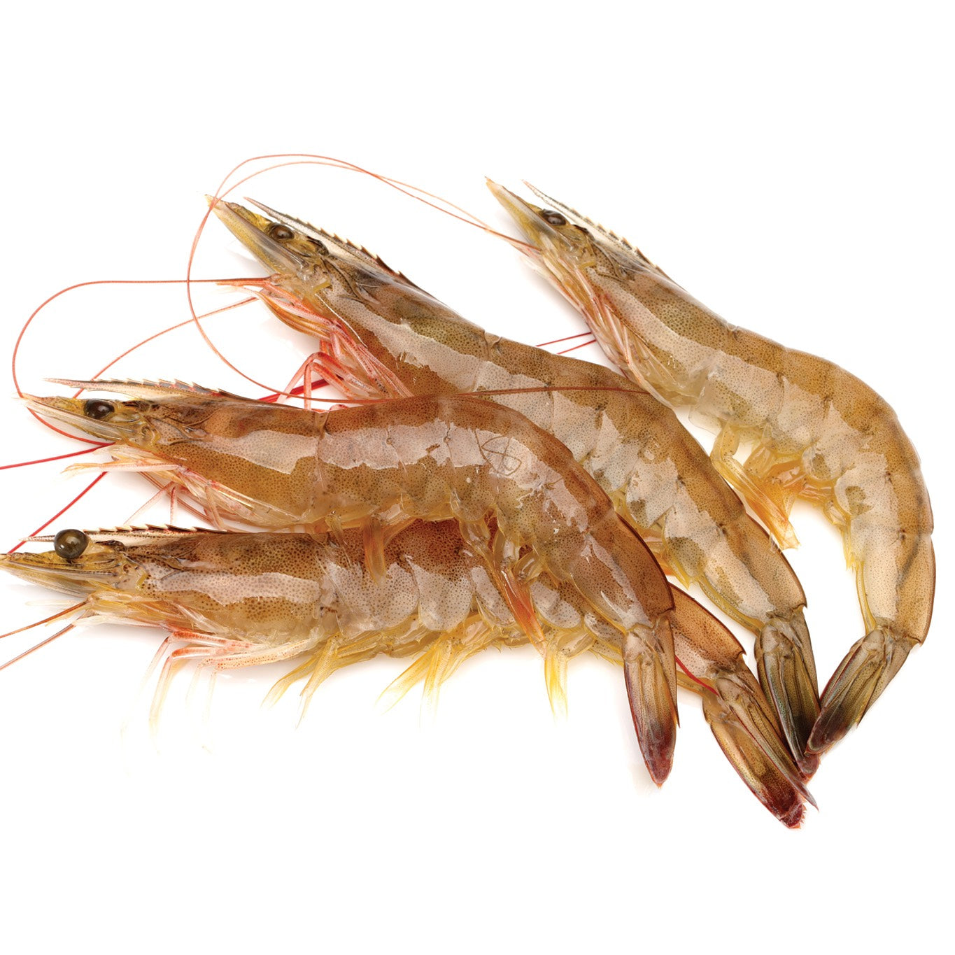 Head-on Shrimps