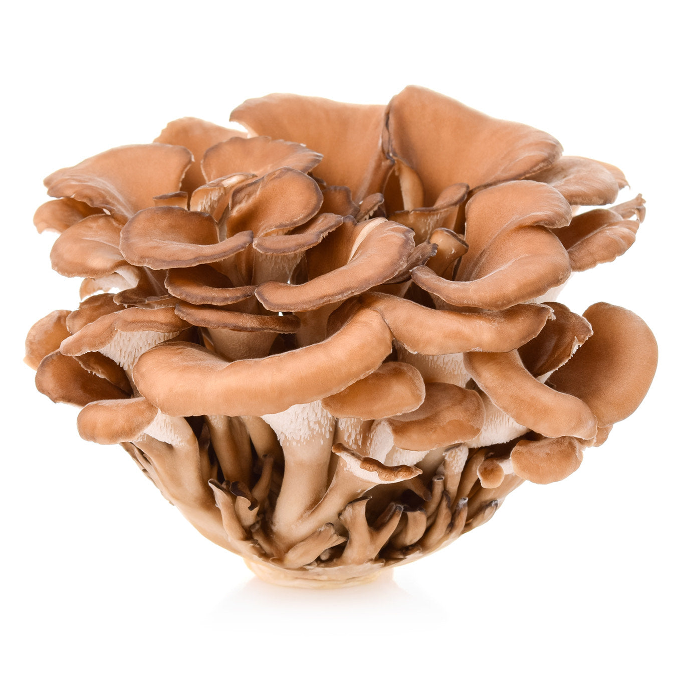 Organic Maitake Mushrooms