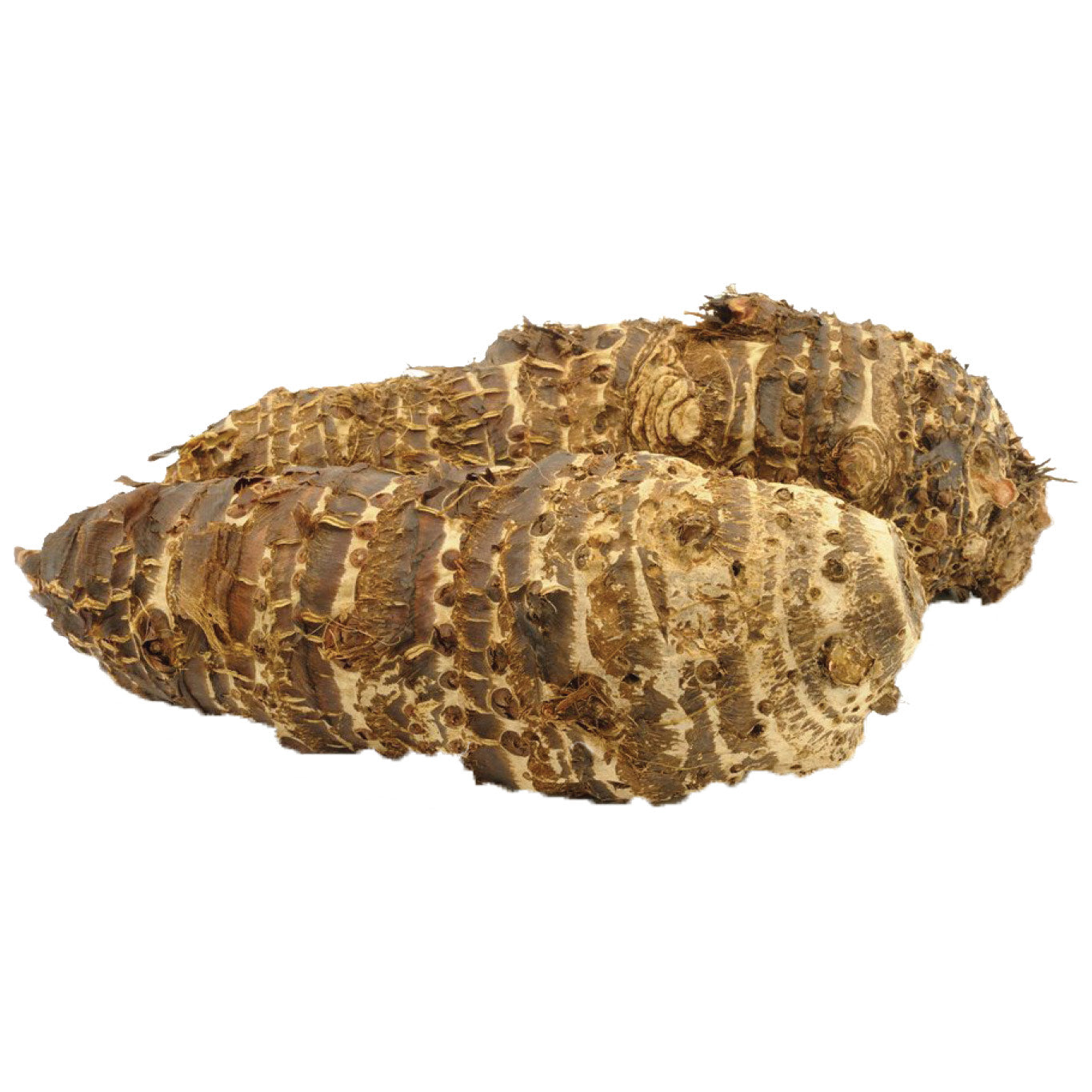 Malanga