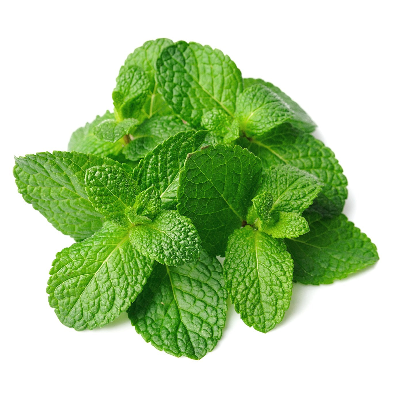 Mint