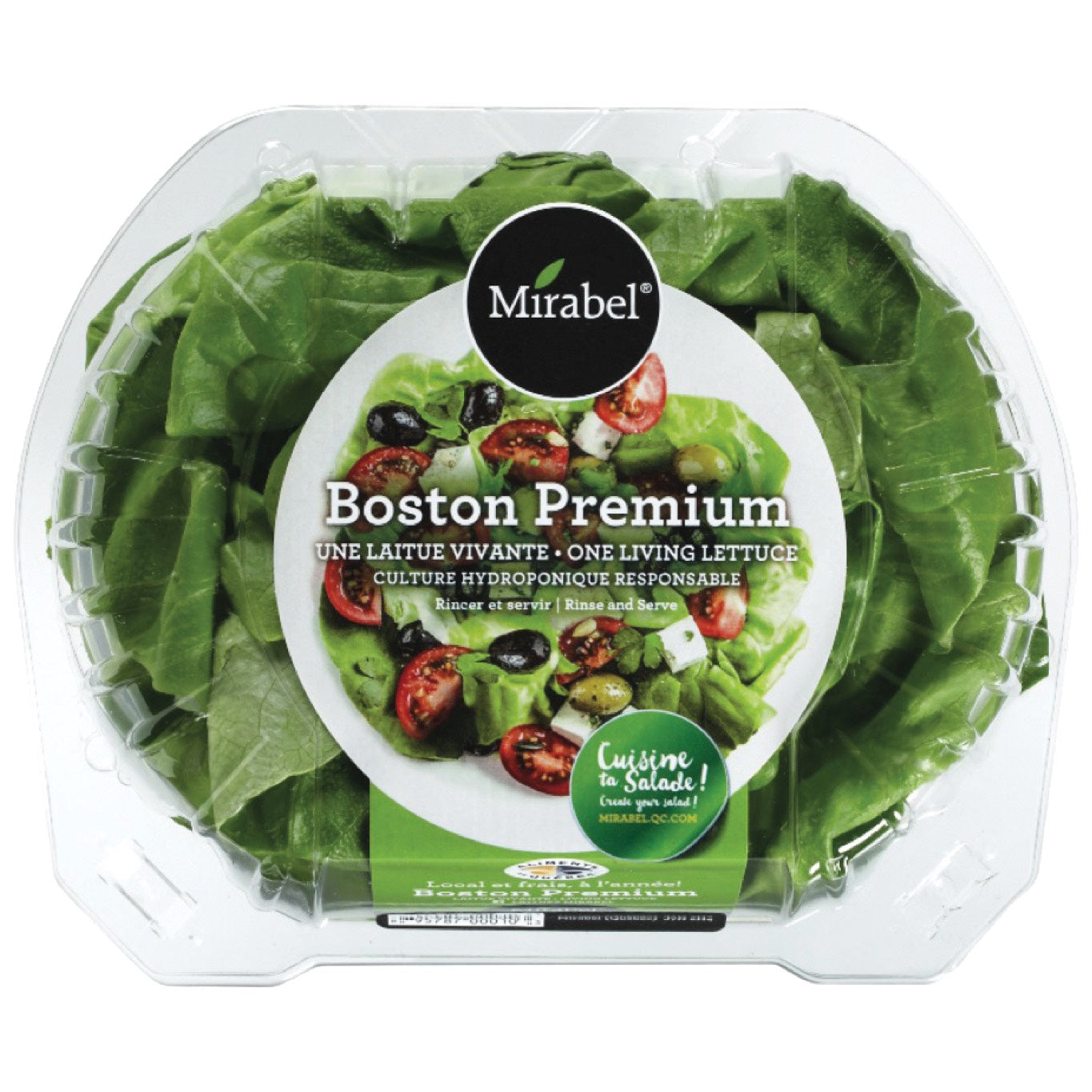Live Boston Lettuce