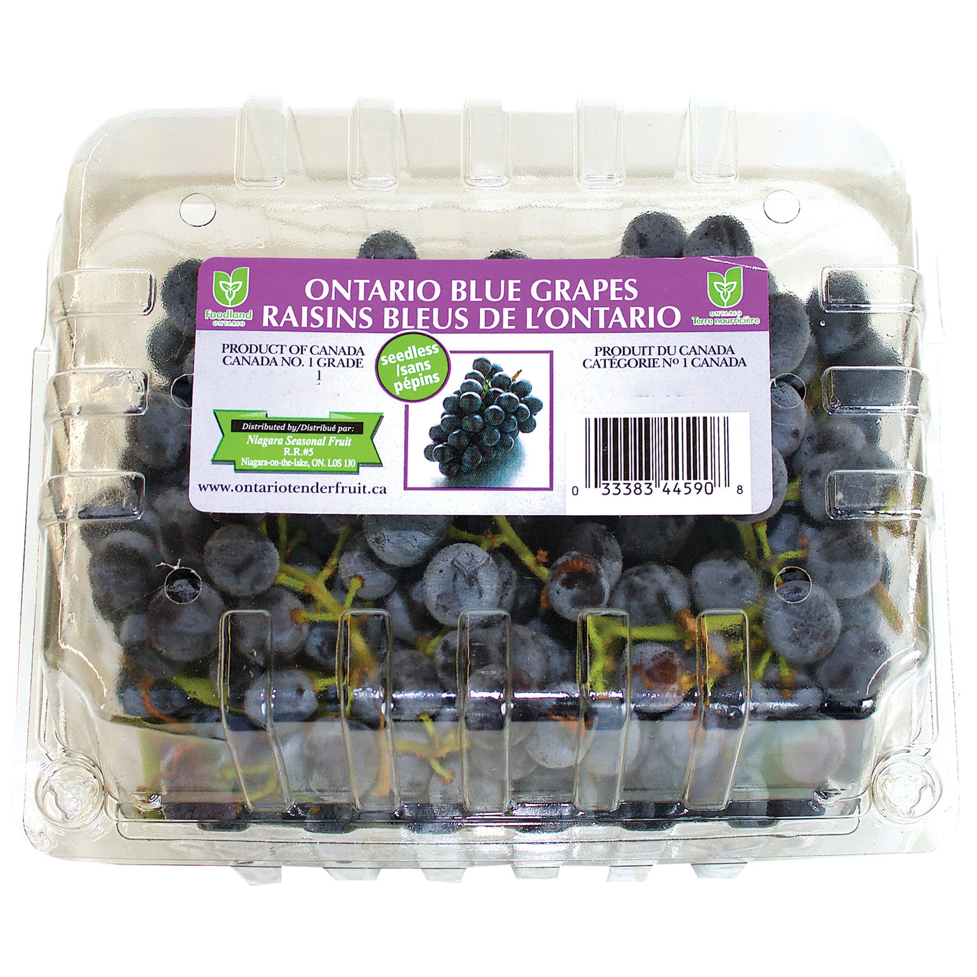 Ontario Blue Grapes